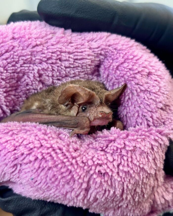 35 Photos Of Rescued Bats That Prove These Animals Are Full Of Personality