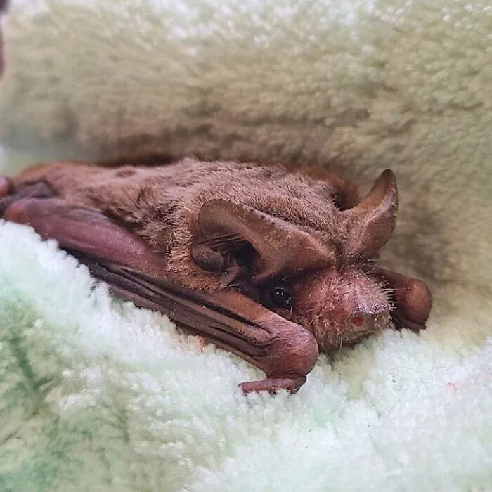 35 Photos Of Rescued Bats That Prove These Animals Are Full Of Personality