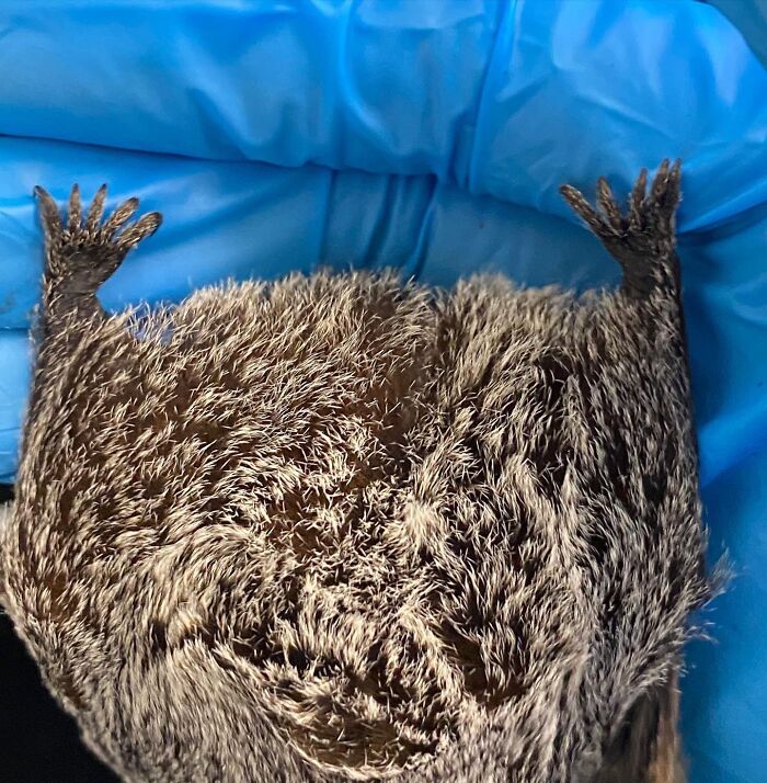 35 Photos Of Rescued Bats That Prove These Animals Are Full Of Personality