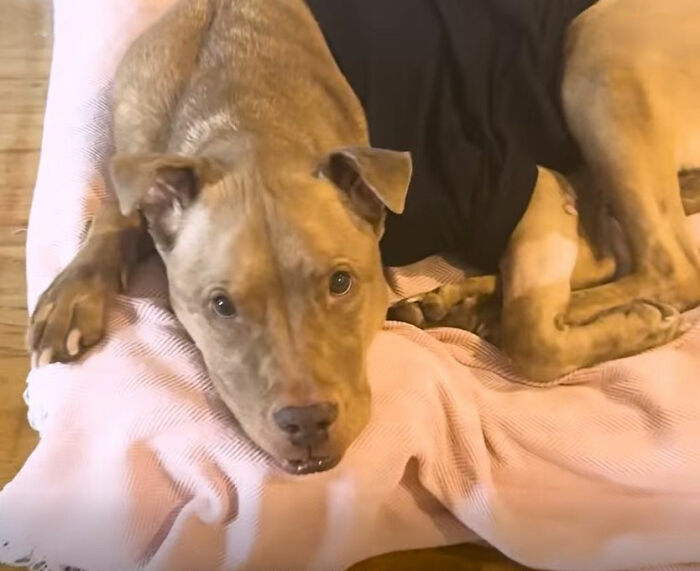 This Rescue Dog Was Returned To The Shelter With Stage 4 Cancer, But Her Old Foster Reopened His Home