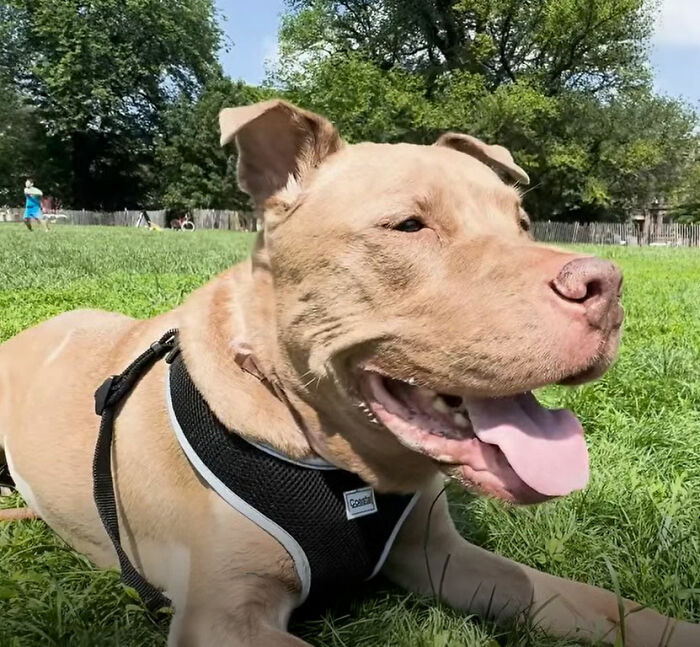 This Rescue Dog Was Returned To The Shelter With Stage 4 Cancer, But Her Old Foster Reopened His Home