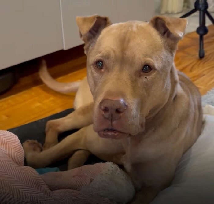This Rescue Dog Was Returned To The Shelter With Stage 4 Cancer, But Her Old Foster Reopened His Home