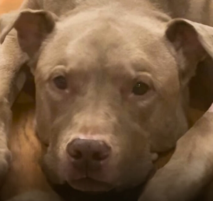 This Rescue Dog Was Returned To The Shelter With Stage 4 Cancer, But Her Old Foster Reopened His Home