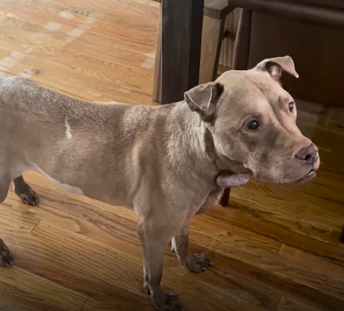 This Rescue Dog Was Returned To The Shelter With Stage 4 Cancer, But Her Old Foster Reopened His Home