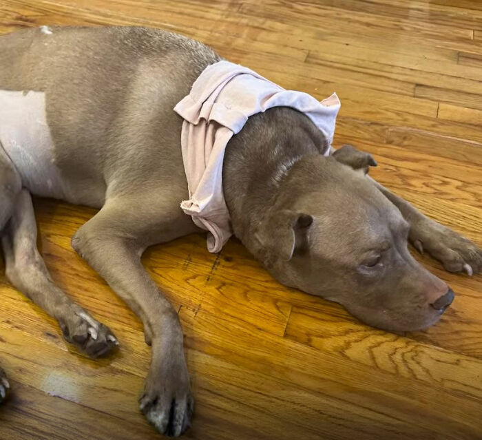 This Rescue Dog Was Returned To The Shelter With Stage 4 Cancer, But Her Old Foster Reopened His Home