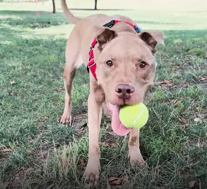This Rescue Dog Was Returned To The Shelter With Stage 4 Cancer, But Her Old Foster Reopened His Home