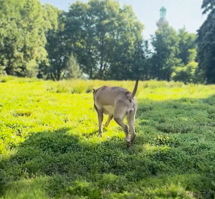 This Rescue Dog Was Returned To The Shelter With Stage 4 Cancer, But Her Old Foster Reopened His Home