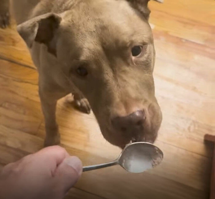 This Rescue Dog Was Returned To The Shelter With Stage 4 Cancer, But Her Old Foster Reopened His Home