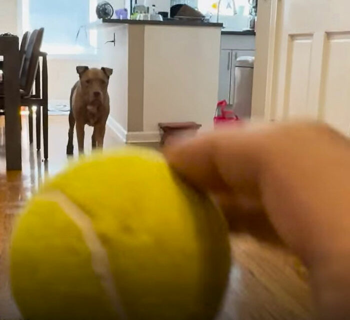 This Rescue Dog Was Returned To The Shelter With Stage 4 Cancer, But Her Old Foster Reopened His Home