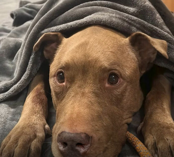 This Rescue Dog Was Returned To The Shelter With Stage 4 Cancer, But Her Old Foster Reopened His Home
