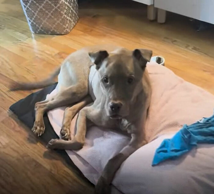This Rescue Dog Was Returned To The Shelter With Stage 4 Cancer, But Her Old Foster Reopened His Home