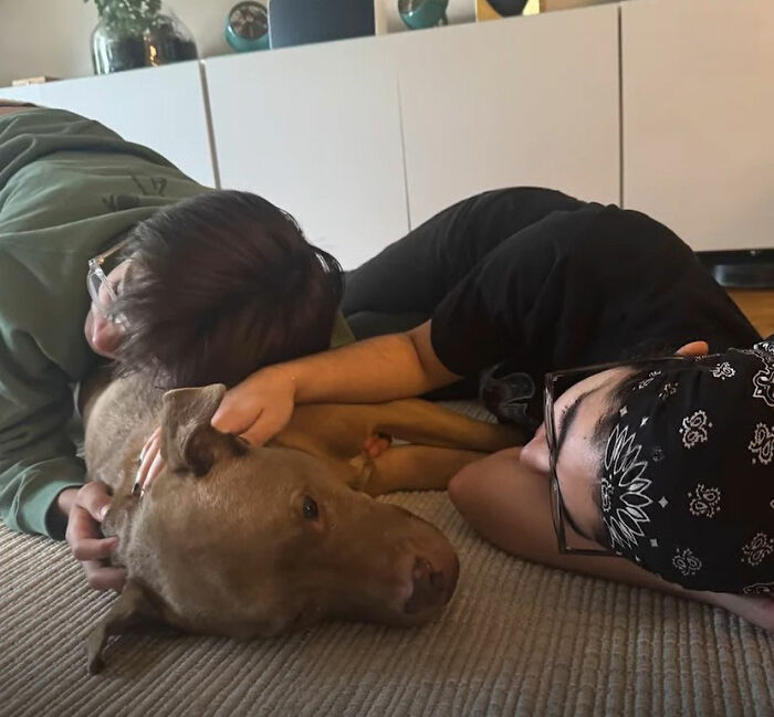 This Rescue Dog Was Returned To The Shelter With Stage 4 Cancer, But Her Old Foster Reopened His Home