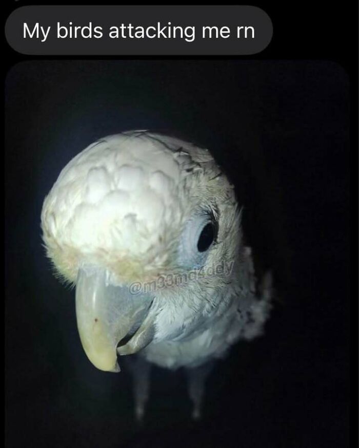 82 Hilarious Memes That Don’t Explain Themselves And Never Will 82 Hilarious Memes That Don’t Explain Themselves And Never Will