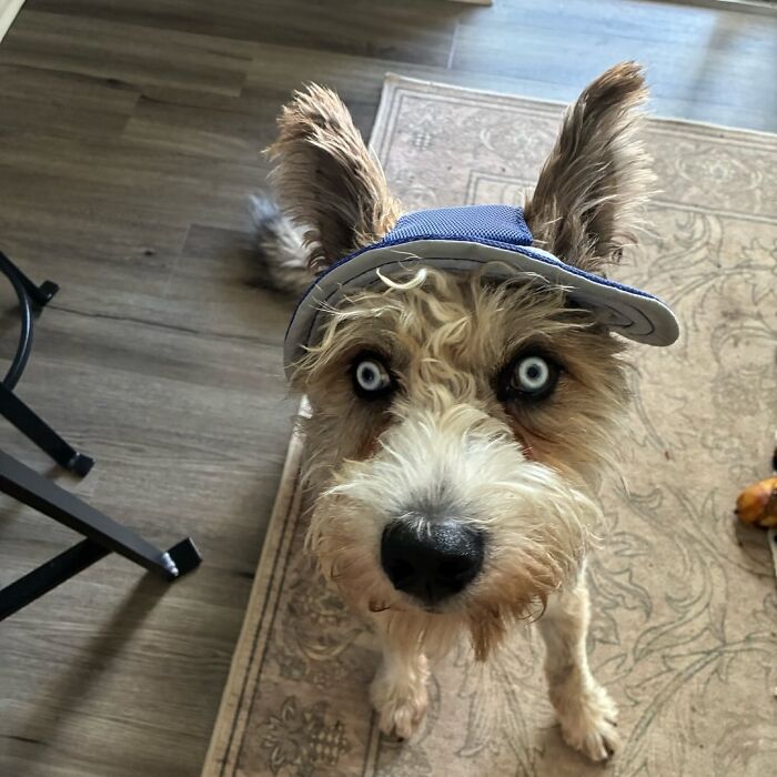 Disabled Dog Named Einstein Found Love And Care In His Forever Home Disabled Dog Named Einstein Found Love And Care In His Forever Home