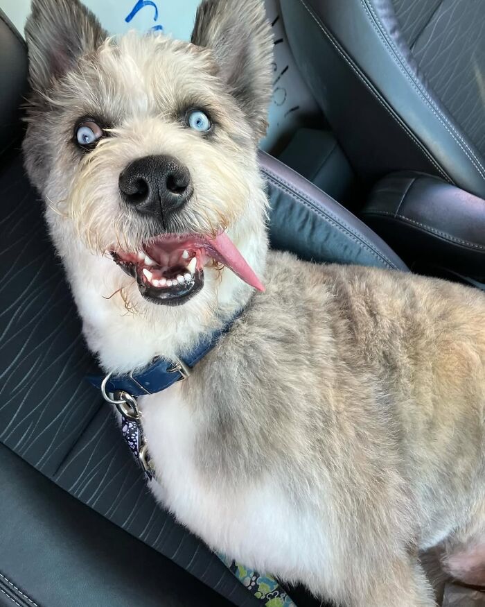 Disabled Dog Named Einstein Found Love And Care In His Forever Home Disabled Dog Named Einstein Found Love And Care In His Forever Home