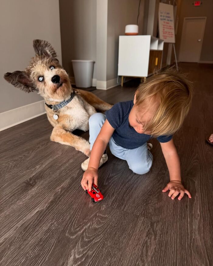 Disabled Dog Named Einstein Found Love And Care In His Forever Home Disabled Dog Named Einstein Found Love And Care In His Forever Home