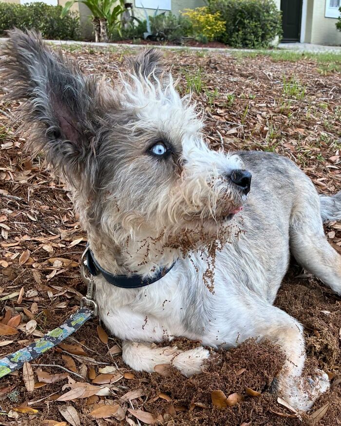 Disabled Dog Named Einstein Found Love And Care In His Forever Home Disabled Dog Named Einstein Found Love And Care In His Forever Home