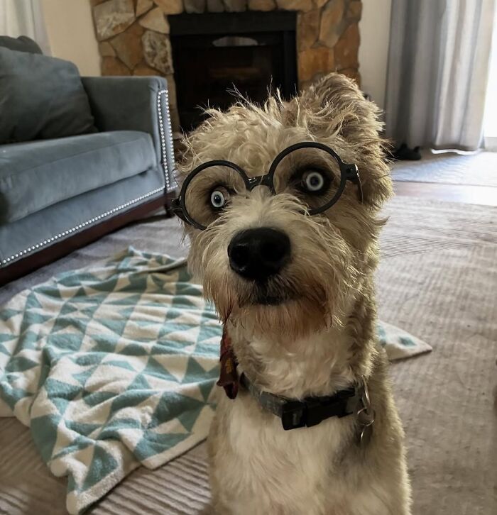 Disabled Dog Named Einstein Found Love And Care In His Forever Home Disabled Dog Named Einstein Found Love And Care In His Forever Home