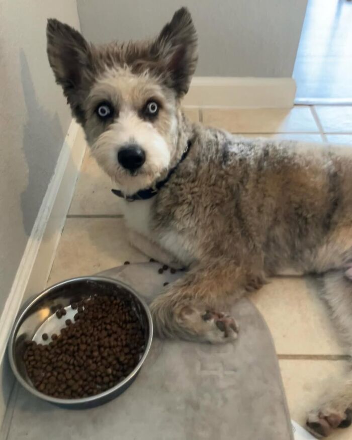 Disabled Dog Named Einstein Found Love And Care In His Forever Home Disabled Dog Named Einstein Found Love And Care In His Forever Home