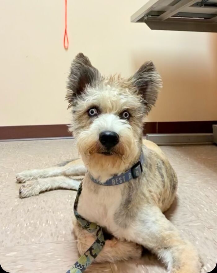 Disabled Dog Named Einstein Found Love And Care In His Forever Home Disabled Dog Named Einstein Found Love And Care In His Forever Home