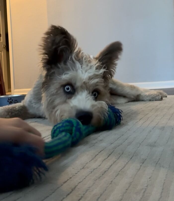 Disabled Dog Named Einstein Found Love And Care In His Forever Home Disabled Dog Named Einstein Found Love And Care In His Forever Home