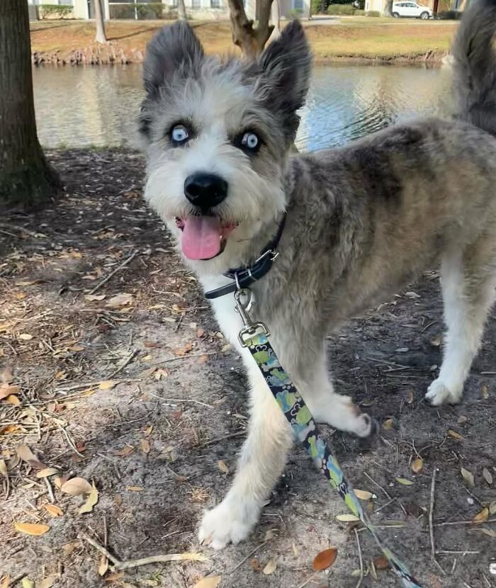 Disabled Dog Named Einstein Found Love And Care In His Forever Home Disabled Dog Named Einstein Found Love And Care In His Forever Home