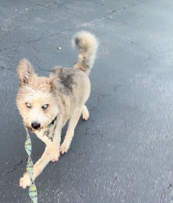 Disabled Dog Named Einstein Found Love And Care In His Forever Home Disabled Dog Named Einstein Found Love And Care In His Forever Home