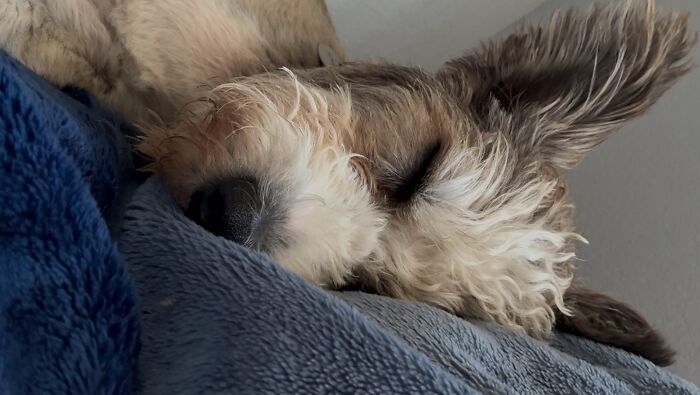 Disabled Dog Named Einstein Found Love And Care In His Forever Home Disabled Dog Named Einstein Found Love And Care In His Forever Home