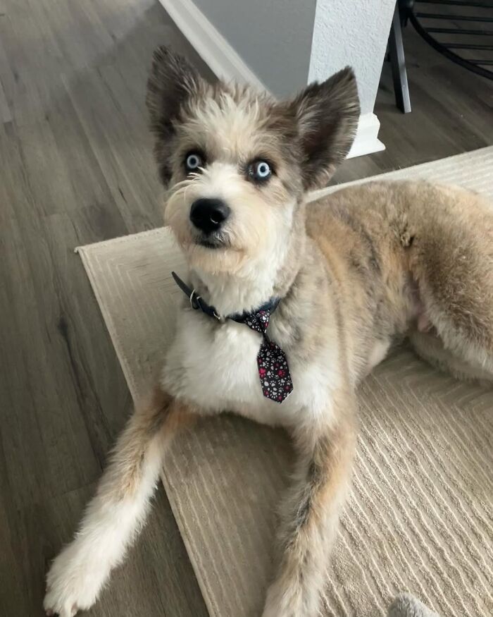 Disabled Dog Named Einstein Found Love And Care In His Forever Home Disabled Dog Named Einstein Found Love And Care In His Forever Home