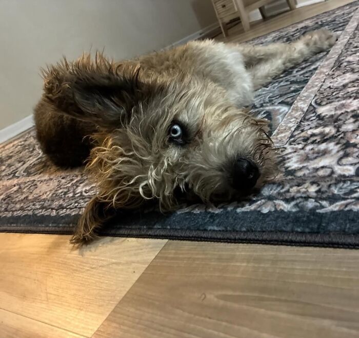 Disabled Dog Named Einstein Found Love And Care In His Forever Home Disabled Dog Named Einstein Found Love And Care In His Forever Home