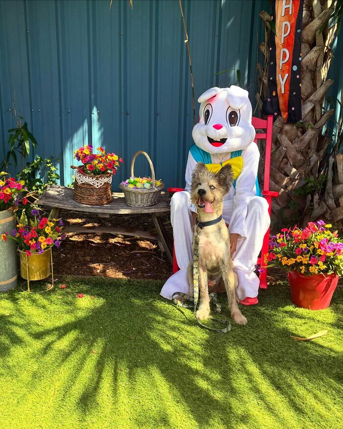 Disabled Dog Named Einstein Found Love And Care In His Forever Home Disabled Dog Named Einstein Found Love And Care In His Forever Home