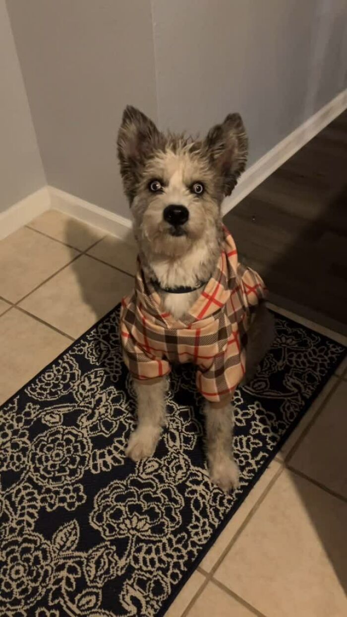 Disabled Dog Named Einstein Found Love And Care In His Forever Home Disabled Dog Named Einstein Found Love And Care In His Forever Home