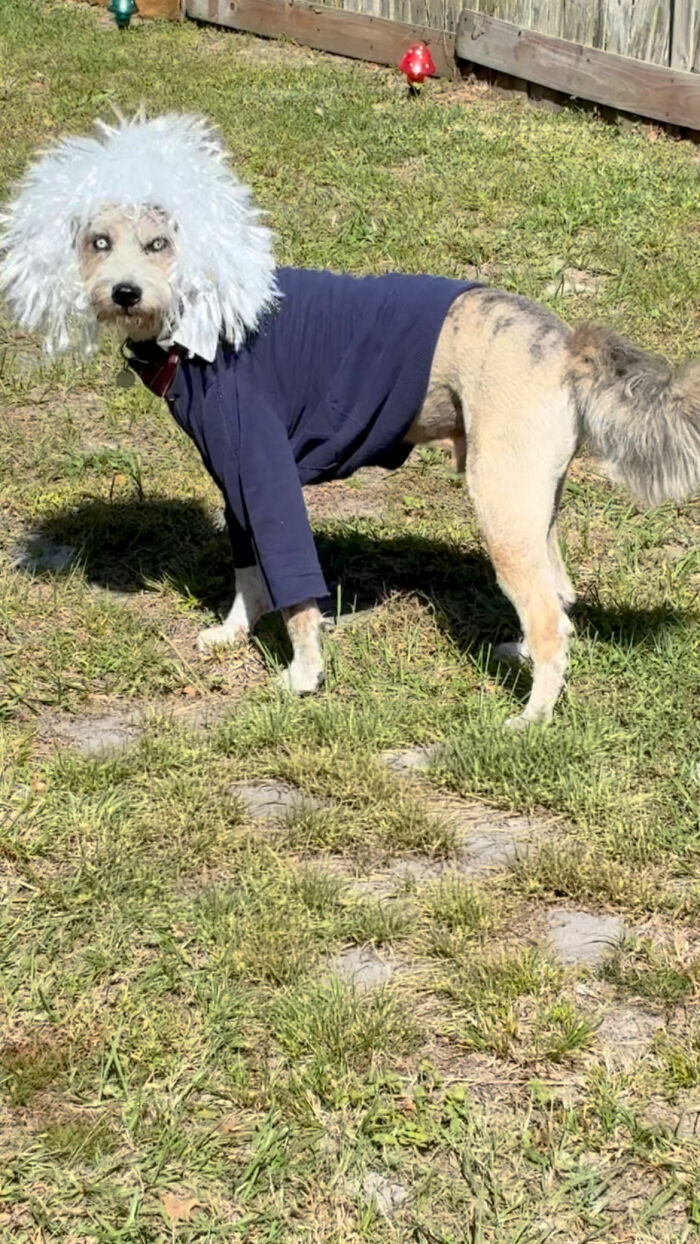 Disabled Dog Named Einstein Found Love And Care In His Forever Home Disabled Dog Named Einstein Found Love And Care In His Forever Home