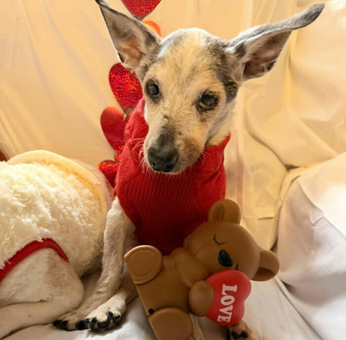 This 25-Year-Old Rescue Dog Is Spending His Golden Years Helping Senior Shelter Pets This 25-Year-Old Rescue Dog Is Spending His Golden Years Helping Senior Shelter Pets