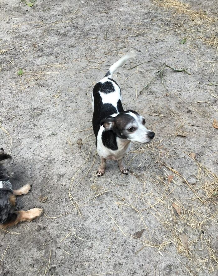 This 25-Year-Old Rescue Dog Is Spending His Golden Years Helping Senior Shelter Pets This 25-Year-Old Rescue Dog Is Spending His Golden Years Helping Senior Shelter Pets