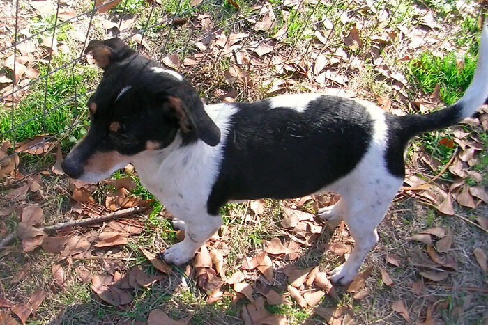 This 25-Year-Old Rescue Dog Is Spending His Golden Years Helping Senior Shelter Pets This 25-Year-Old Rescue Dog Is Spending His Golden Years Helping Senior Shelter Pets