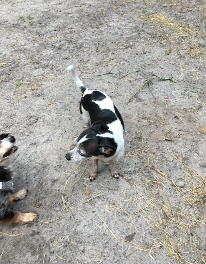 This 25-Year-Old Rescue Dog Is Spending His Golden Years Helping Senior Shelter Pets This 25-Year-Old Rescue Dog Is Spending His Golden Years Helping Senior Shelter Pets