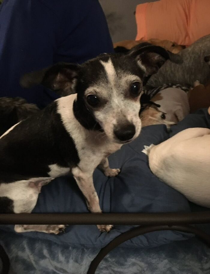 This 25-Year-Old Rescue Dog Is Spending His Golden Years Helping Senior Shelter Pets This 25-Year-Old Rescue Dog Is Spending His Golden Years Helping Senior Shelter Pets