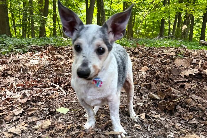 This 25-Year-Old Rescue Dog Is Spending His Golden Years Helping Senior Shelter Pets This 25-Year-Old Rescue Dog Is Spending His Golden Years Helping Senior Shelter Pets