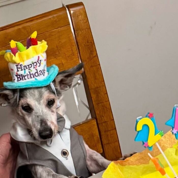 This 25-Year-Old Rescue Dog Is Spending His Golden Years Helping Senior Shelter Pets This 25-Year-Old Rescue Dog Is Spending His Golden Years Helping Senior Shelter Pets