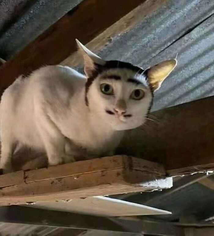 80 Weirdly Hilarious Images To Improve Your Feed As Well As Your Mood 80 Weirdly Hilarious Images To Improve Your Feed As Well As Your Mood