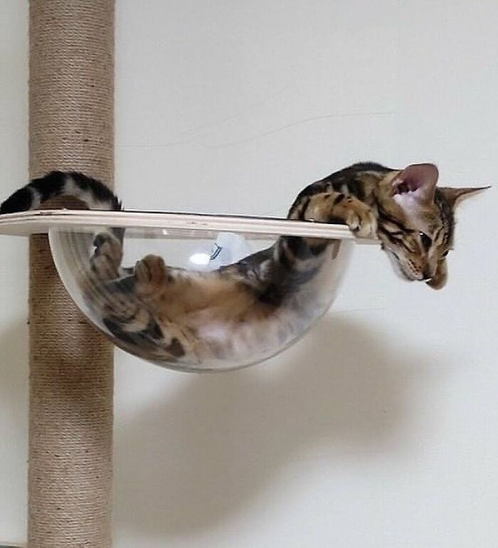 80 Weirdly Hilarious Images To Improve Your Feed As Well As Your Mood 80 Weirdly Hilarious Images To Improve Your Feed As Well As Your Mood