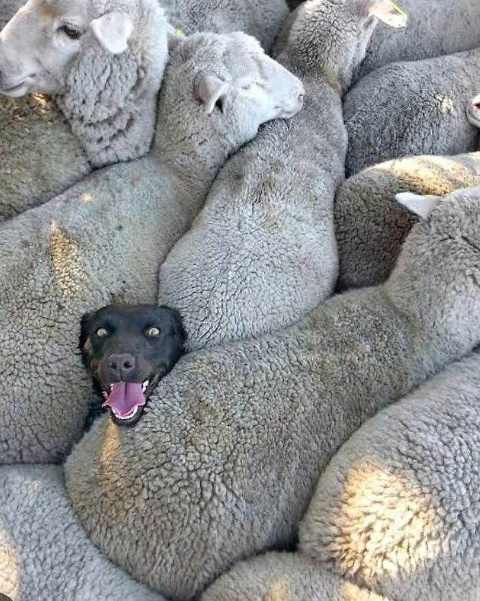 The Best Of Nature: 40 Stunning Animal Images Shared By This Page