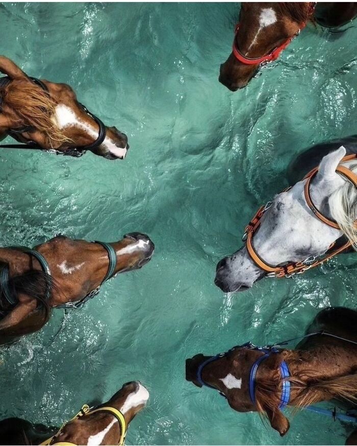 The Best Of Nature: 40 Stunning Animal Images Shared By This Page