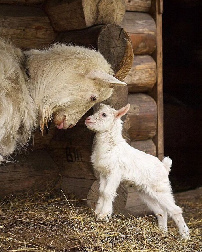 The Best Of Nature: 40 Stunning Animal Images Shared By This Page