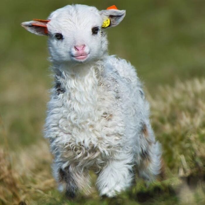 The Best Of Nature: 40 Stunning Animal Images Shared By This Page