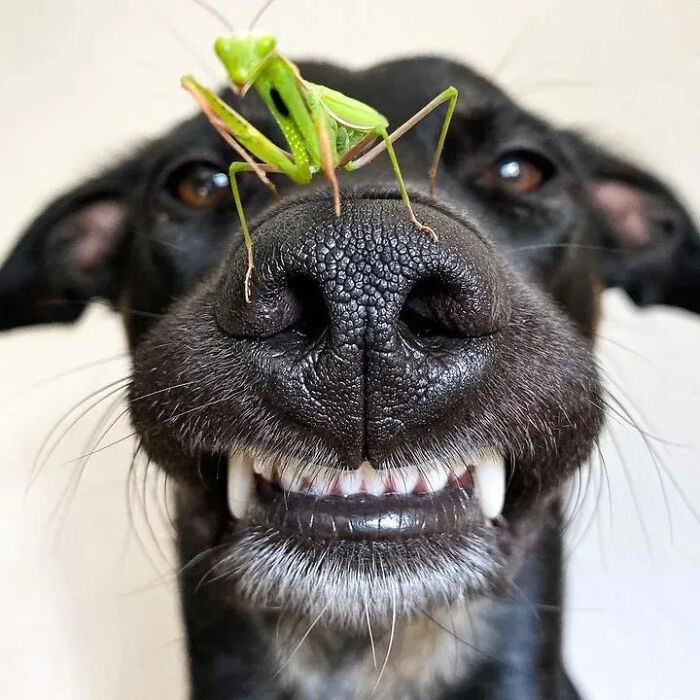 The Best Of Nature: 40 Stunning Animal Images Shared By This Page