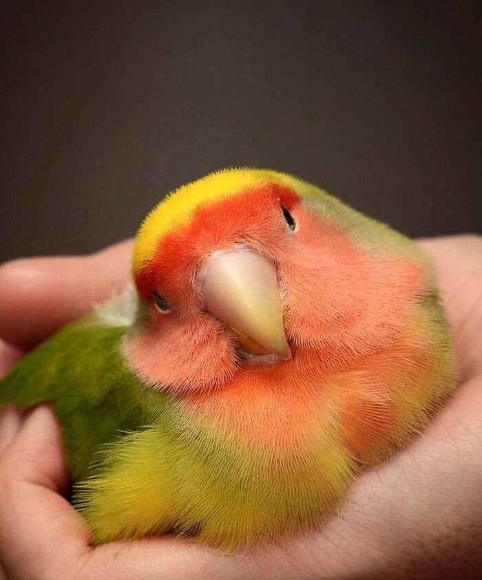 The Best Of Nature: 40 Stunning Animal Images Shared By This Page