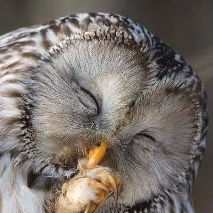 The Best Of Nature: 40 Stunning Animal Images Shared By This Page