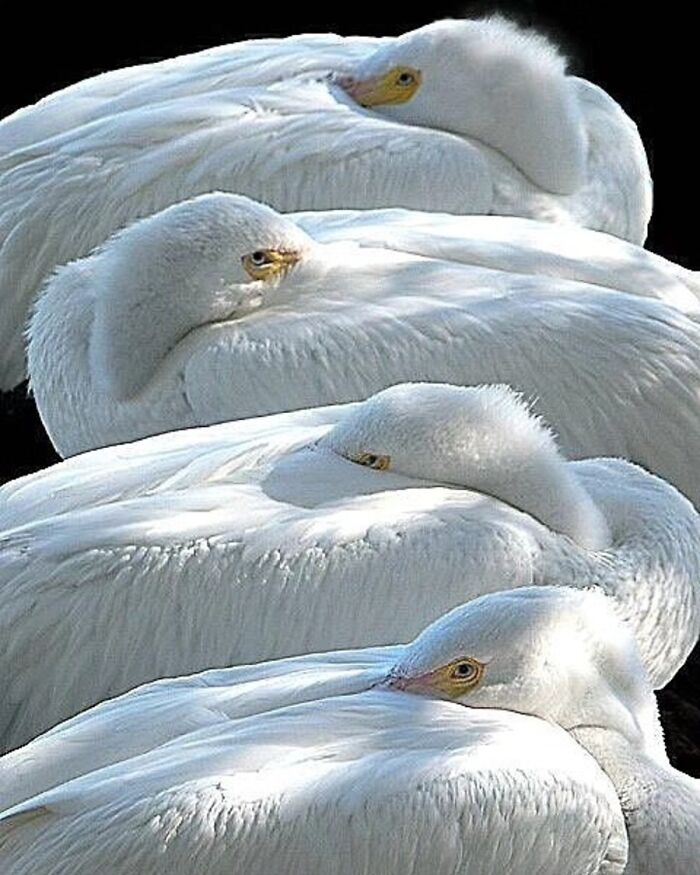 The Best Of Nature: 40 Stunning Animal Images Shared By This Page